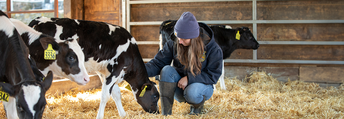 Milked with love: How dairy farmers make ethical dairy farming their priority