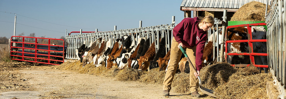 How does dairy farming work? There