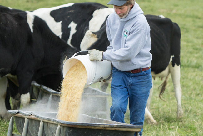 man pouring feed in the field